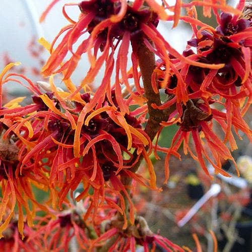  Hamamelis X Intermedia Jelena