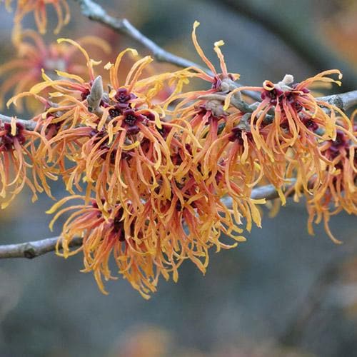  Hamamelis X Intermedia Jelena