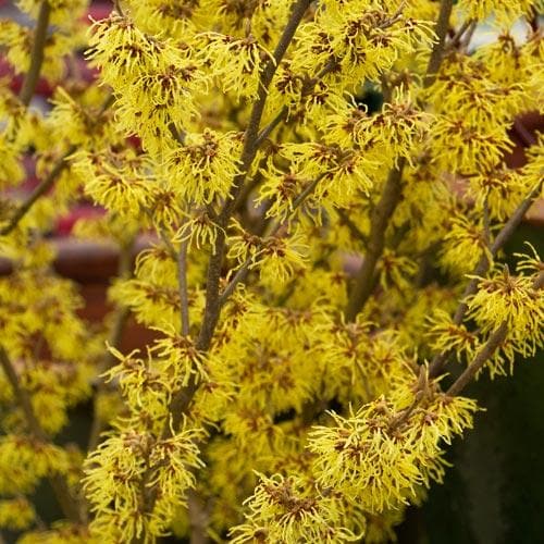  Hamamelis X Intermedia Arnold Promise