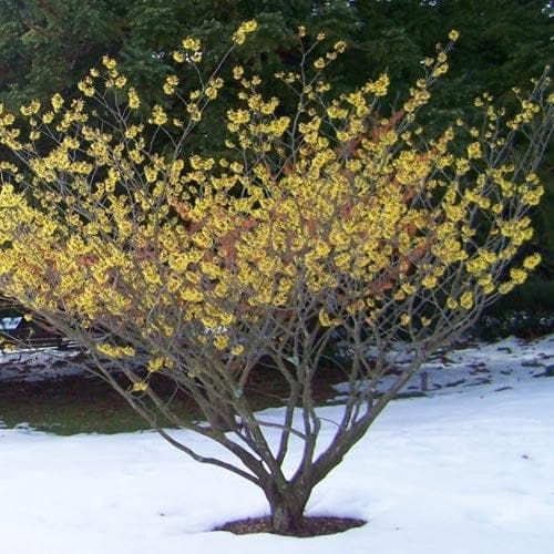  Hamamelis X Intermedia Arnold Promise