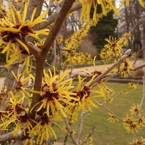  Hamamelis X Intermedia Arnold Promise