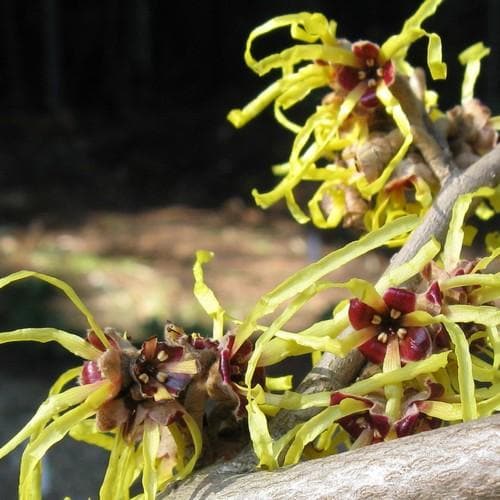  Hamamelis X Intermedia Pallida