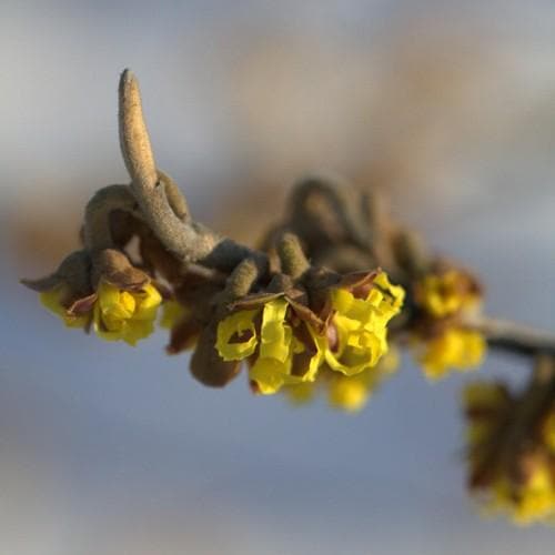  Hamamelis X Intermedia Pallida