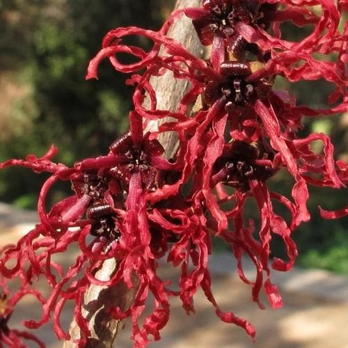  Hamamelis X Intermedia Birgit