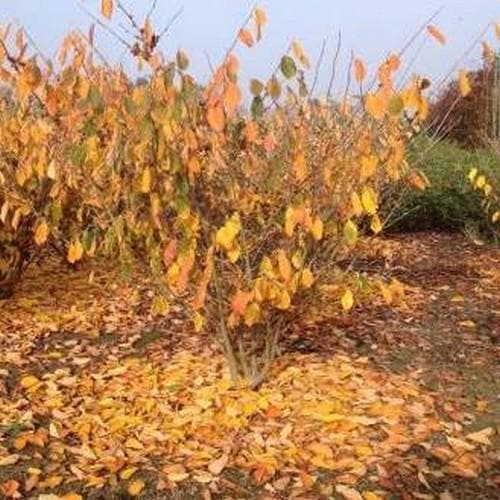  Hamamelis X Intermedia Birgit