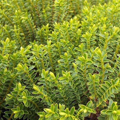  Hebe Buxifolia Nana