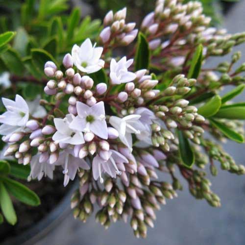  Hebe Buxifolia Nana