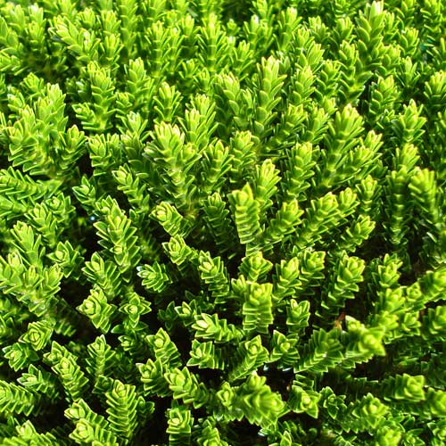  Hebe Buxifolia Nana
