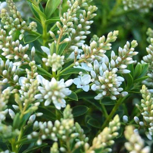  Hebe Buxifolia Nana