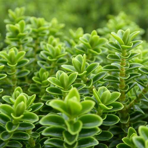  Hebe Buxifolia Nana