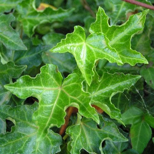  Hedera Helix Ivalace