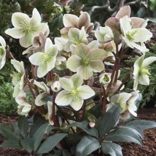  Helleborus × Ericsmithii Winter Sunshine