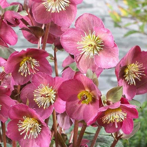  Helleborus X Hybridus Pretty Anna Pink