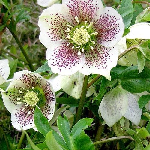  Helleborus X Hybridus Pretty Anna Spotted