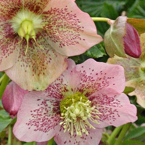  Helleborus X Hybridus Pretty Anna Spotted