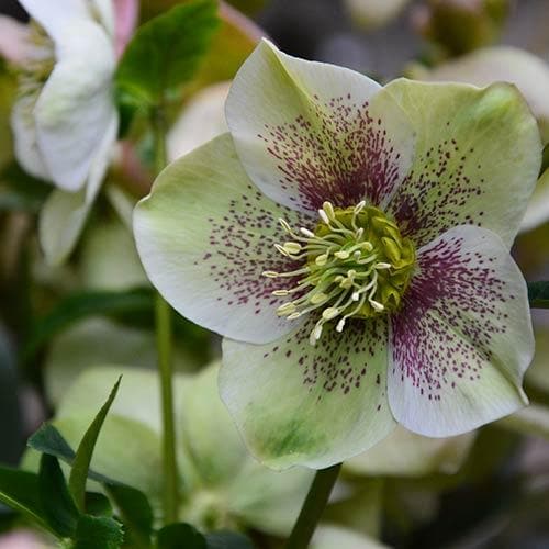  Helleborus X Hybridus Pretty Anna Spotted