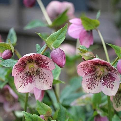  Helleborus X Hybridus Pretty Anna Spotted