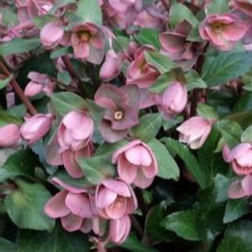  Helleborus X Ericsmithii Angel Glow
