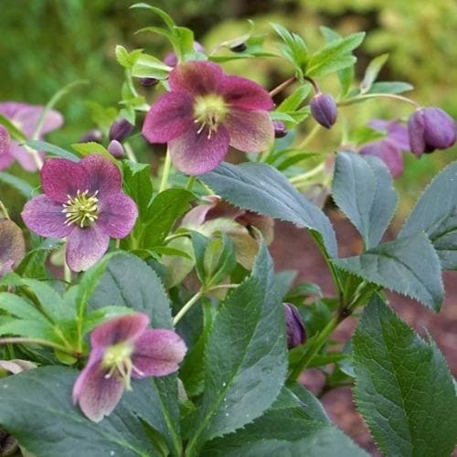  Helleborus Orientalis Viv® Victoria