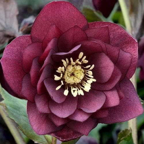  Helleborus X Hybridus Double Anna Red