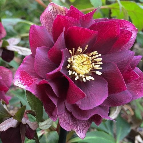  Helleborus X Hybridus Double Anna Red