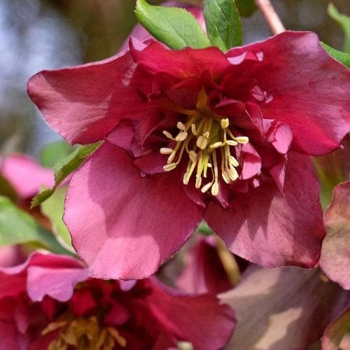  Helleborus X Hybridus Double Anna Red