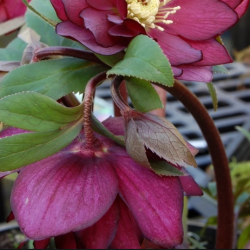  Helleborus X Hybridus Double Anna Red