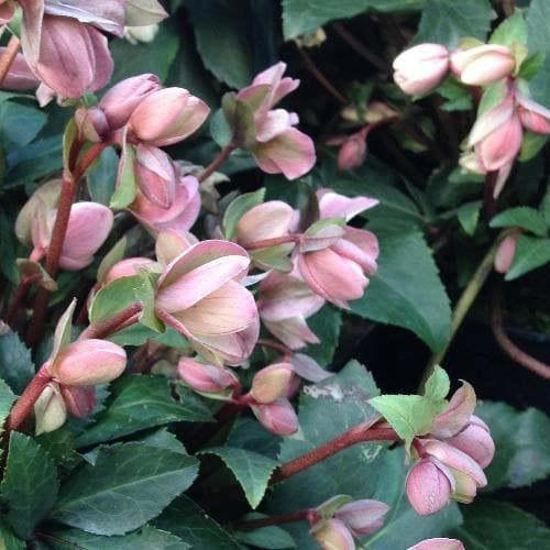  Helleborus X Ericsmithii Angel Glow