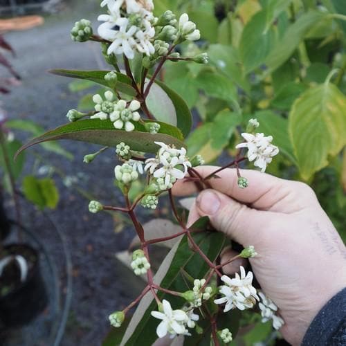  Heptacodium Miconioides