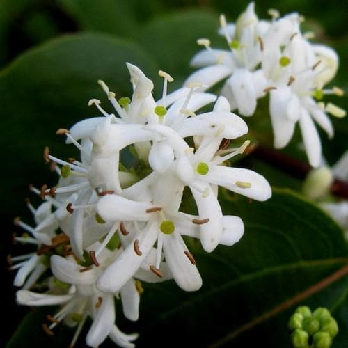  Heptacodium Miconioides