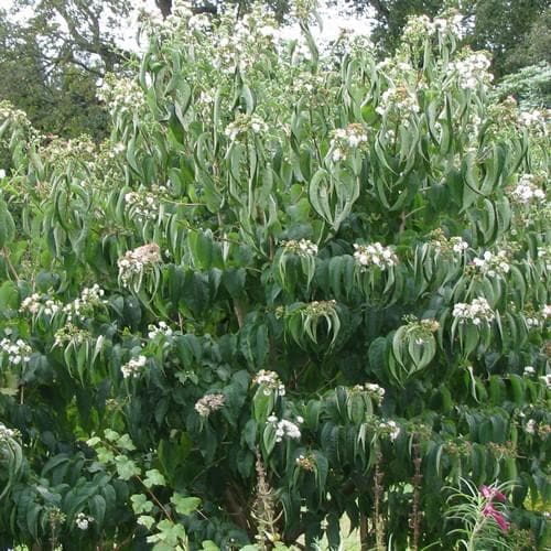  Heptacodium Miconioides