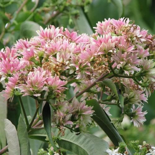  Heptacodium Miconioides