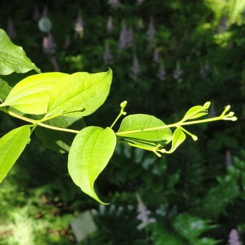  Heptacodium Miconioides