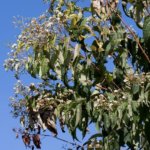  Heptacodium Miconioides