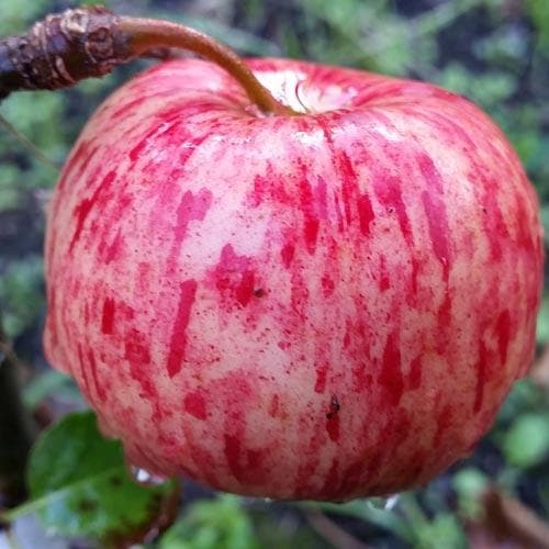  Apple Herefordshire Redstreak