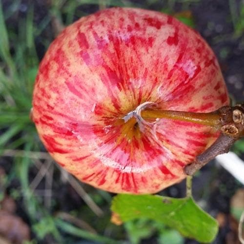  Apple Herefordshire Redstreak