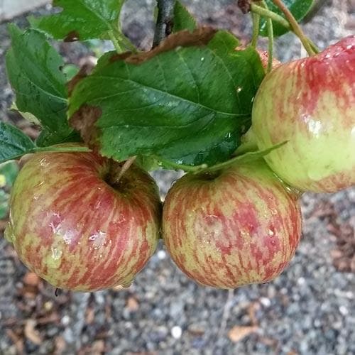  Apple Herefordshire Redstreak
