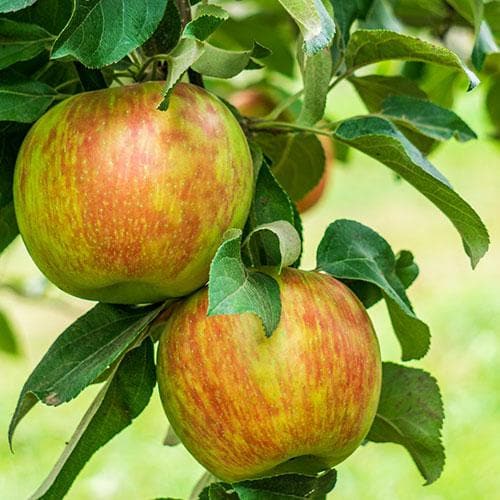  Apple Honeycrisp