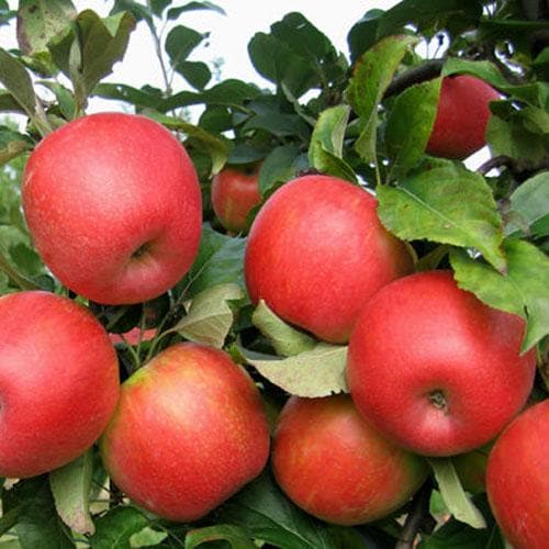  Apple Honeycrisp