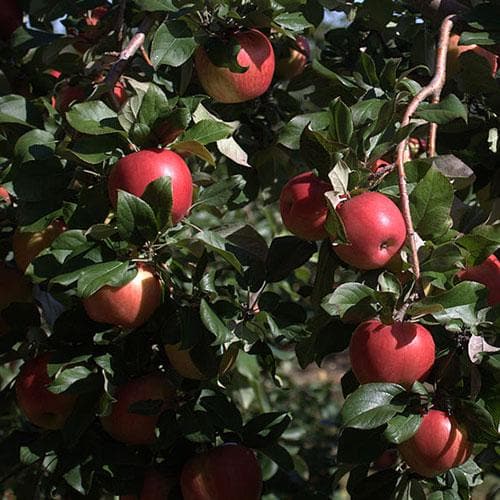  Apple Honeycrisp