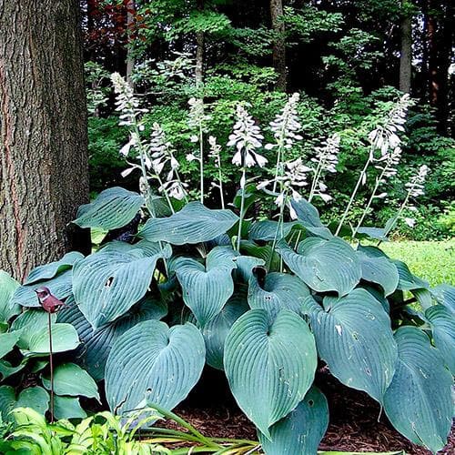  Hosta Blue Angel