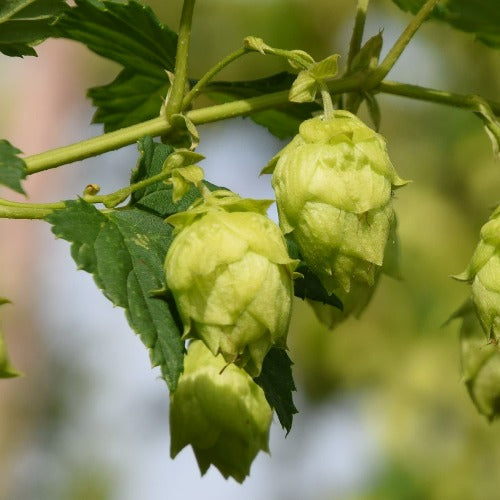  Humulus Lupulus