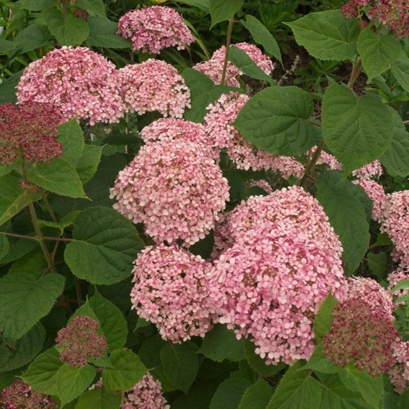  Hydrangea Arborescens Pink Annabelle