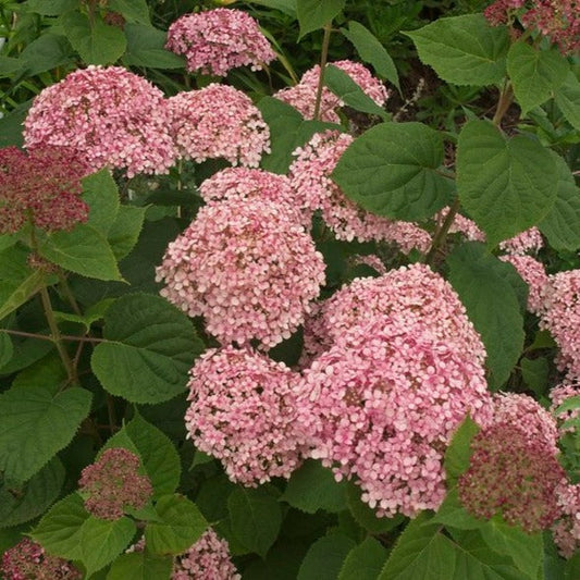  Hydrangea Arborescens Pink Annabelle