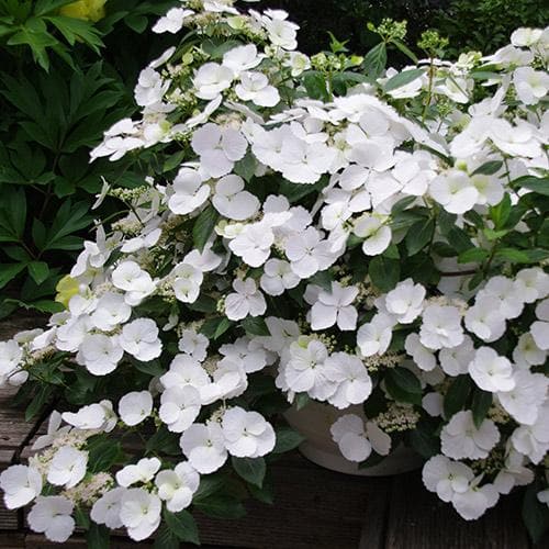  Hydrangea Macrophylla Runaway Bride