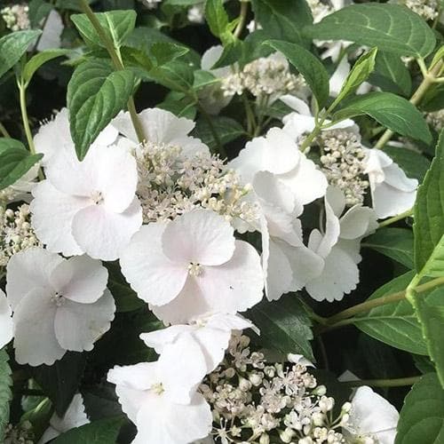  Hydrangea Macrophylla Runaway Bride