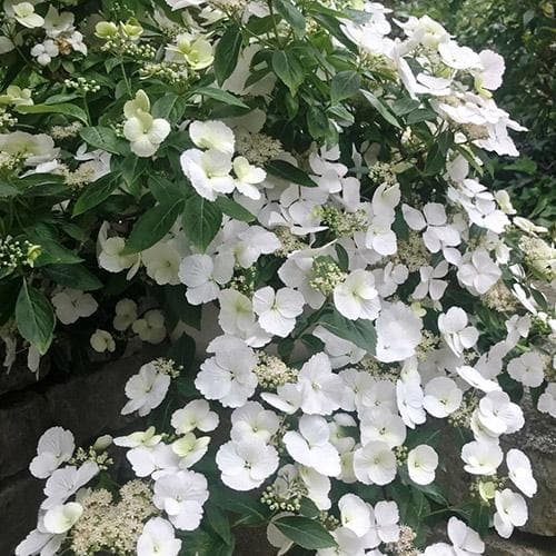  Hydrangea Macrophylla Runaway Bride