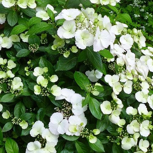  Hydrangea Macrophylla Runaway Bride