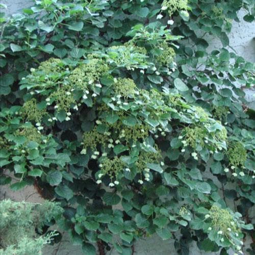  Hydrangea Anomala Brookside Littleleaf