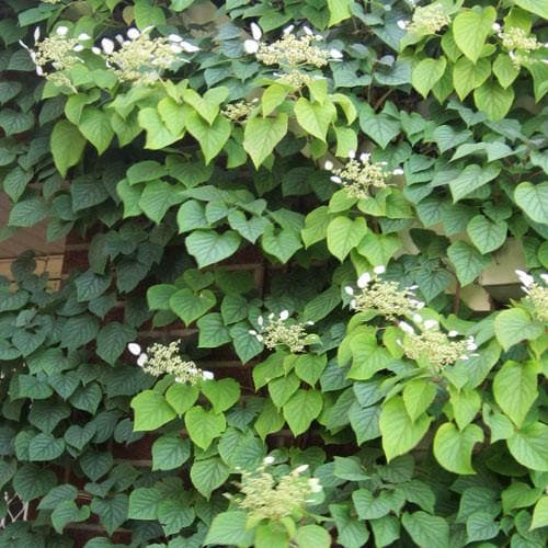  Hydrangea Anomala Brookside Littleleaf